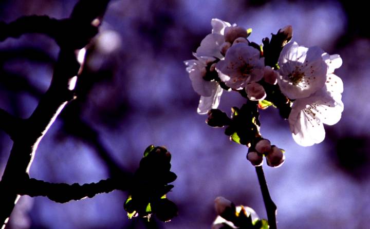 モロッコの桜