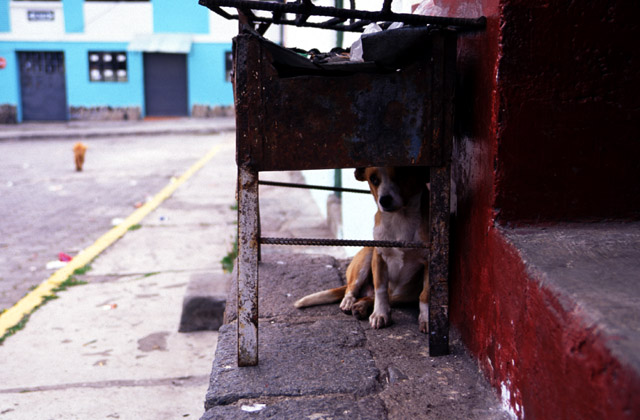 野良犬