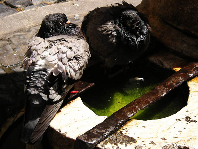 屋根の上の鳩