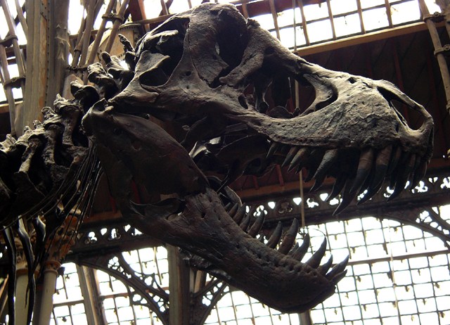 Tyrannosaur Rex