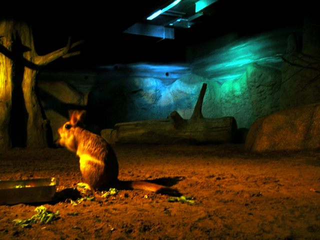 ベルリン動物園・ウサギ