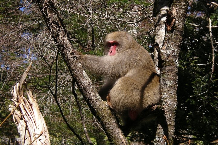 槍沢のニホンザル